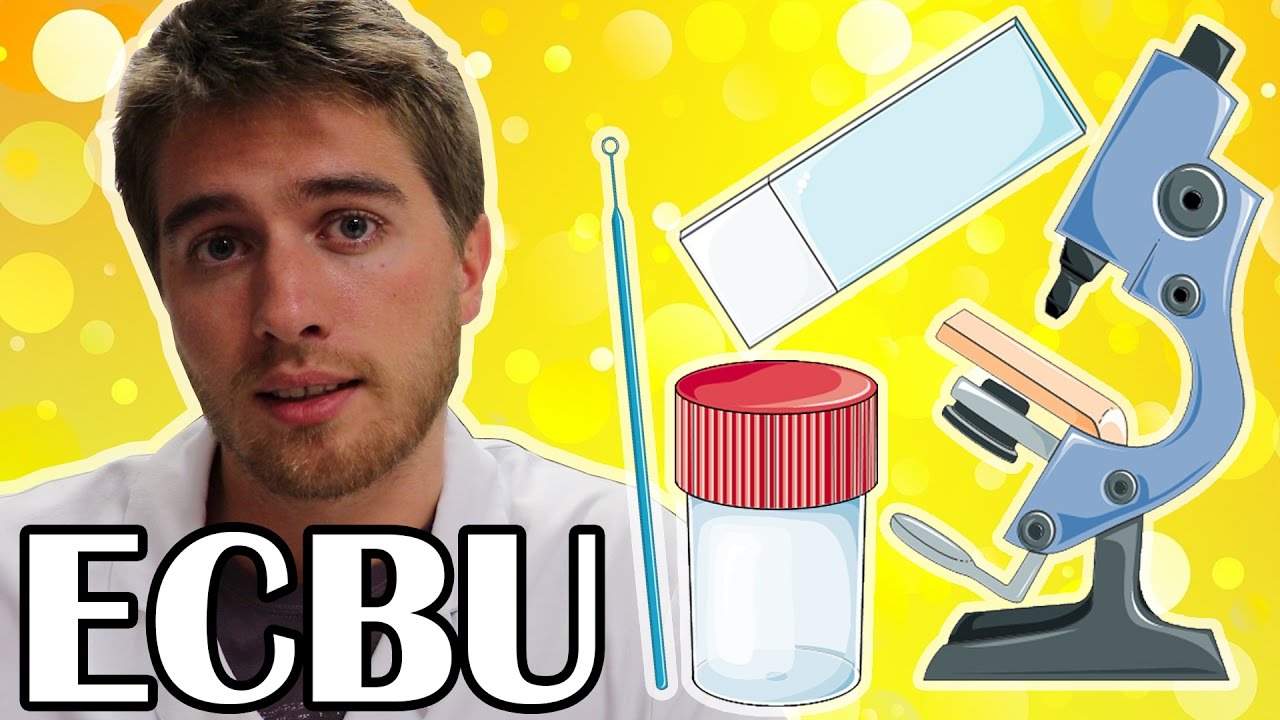DE L'URINE AU MICROSCOPE (ECBU)