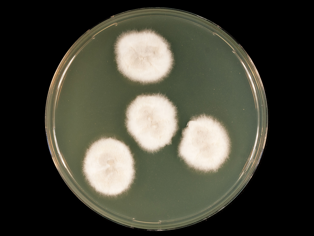 Champignon du mois - Janvier 2020 - Société Française de Microbiologie