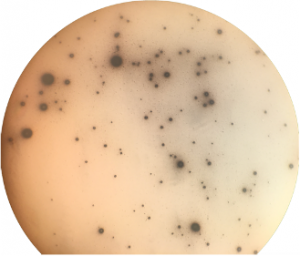 mycoplasma