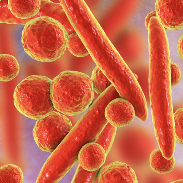 Mycoplasma